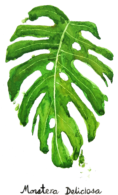 水彩龜背竹葉畫作 壁紙 — 一片充滿活力的水彩龜背竹葉，帶有深綠色調和天然孔洞，置於斑點黑色背景上。