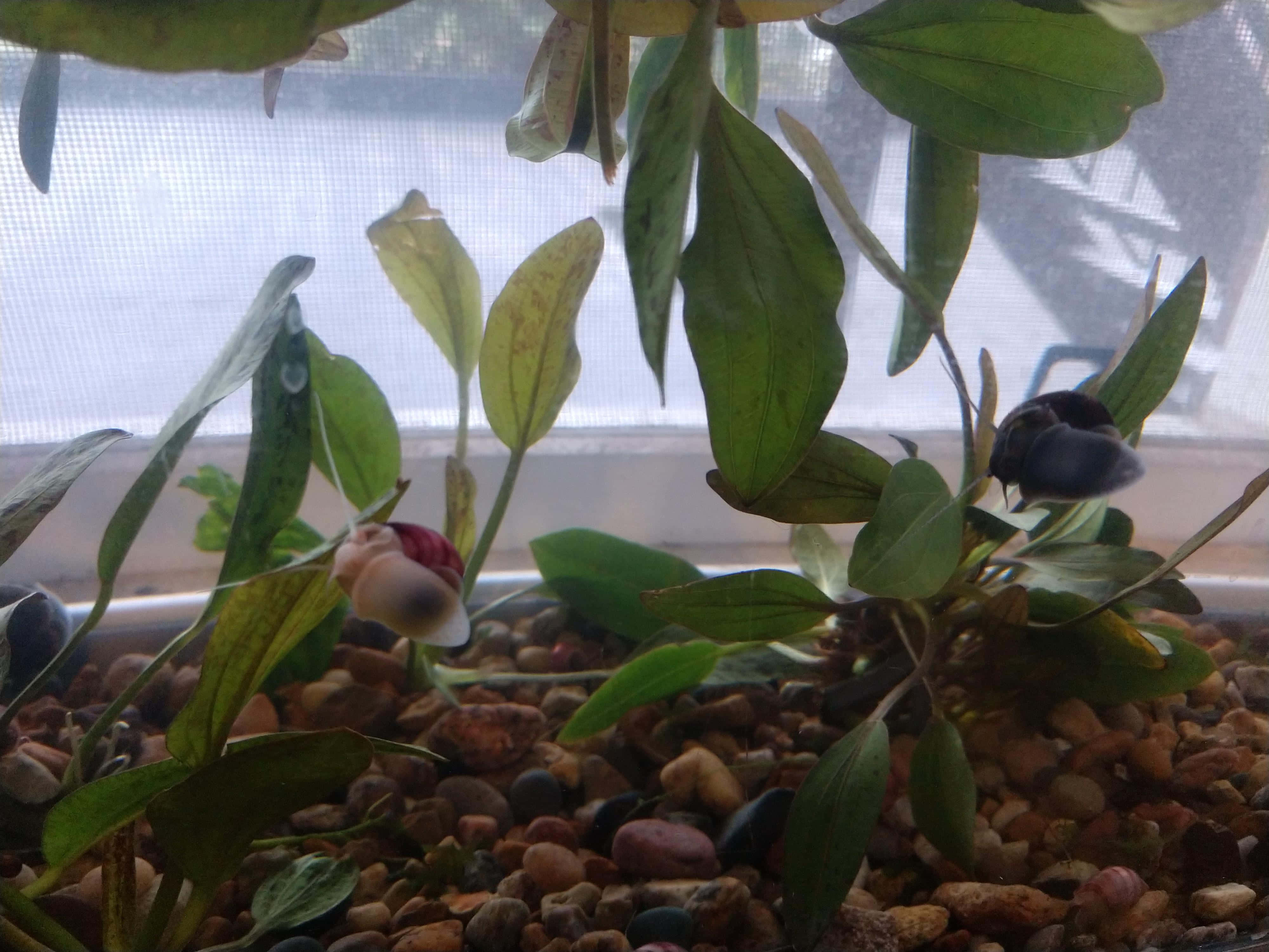 Pink Snail 桌布 壁紙 — 水族箱中水生蝸牛和綠色植物的特寫，陽光照射，彩色礫石和窗戶背景。