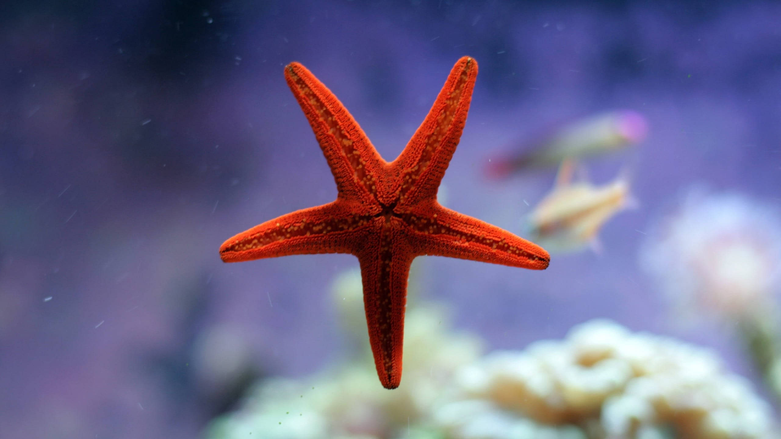 水族箱中的單獨海星 壁紙 — 一隻鮮豔的橙色海星在清澈的藍色海水中優雅地漂浮在珊瑚上方，背景有模糊的魚。