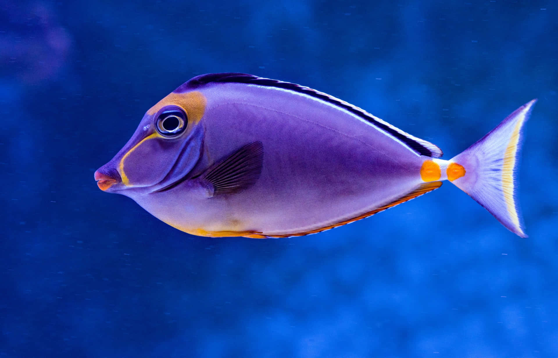 紫色和橙色刺尾魚在藍色海水中游泳