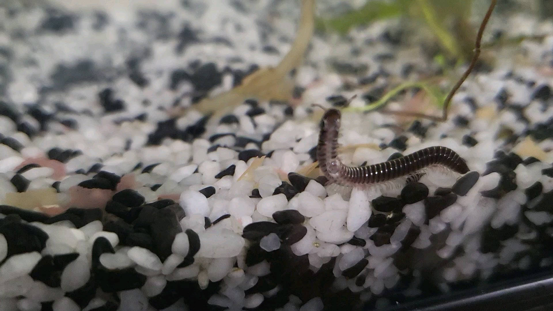水族箱中的寵物千足蟲 壁紙 — 一隻馬陸在玻璃容器中的黑白礫石上爬行，背景有模糊的綠色植物。
