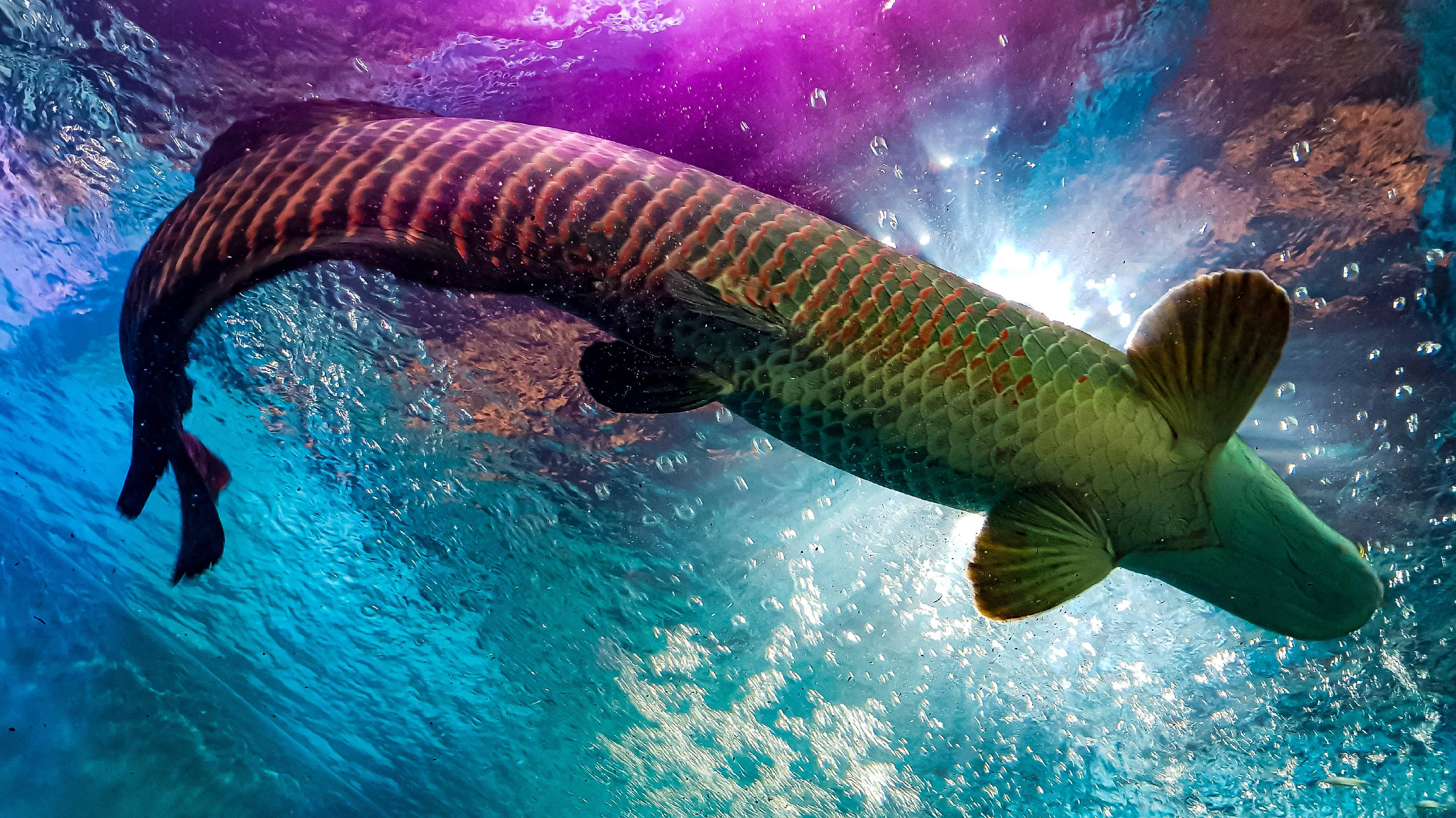 水族箱中的巨型阿拉帕伊馬 壁紙 — 一條巨大的巨骨舌魚在充滿紫色光線從上方照射的鮮豔藍色水中優雅地滑行。