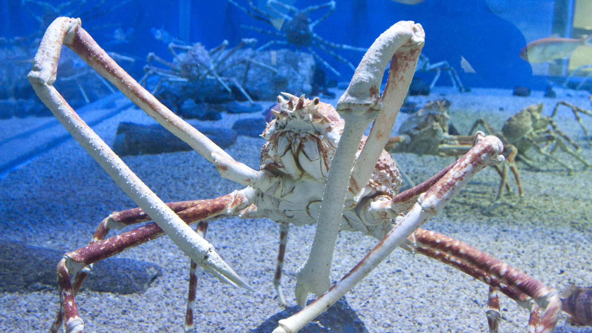 水族館中的巨型蜘蛛蟹，配有藍色燈光和沙質底部。