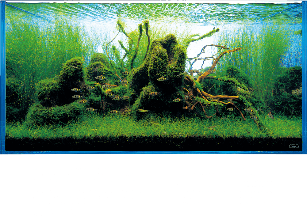 水族箱中的水生植物與魚群 壁紙 — 一個充滿活力的水下魚缸場景，有茂密綠色苔蘚覆蓋的浮木和成群的小魚在高高的水草間游動。