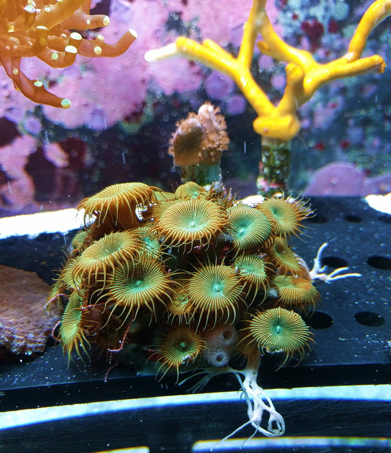 水族箱中一簇綠色和橙色海葵，帶有羽毛狀觸手。