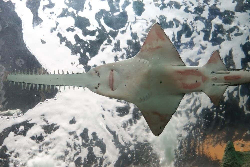 水族箱中的鋸魚 壁紙 — 一條鋸鰩優雅地在渾濁的水中滑行，上方可見積雪覆蓋的山脈。