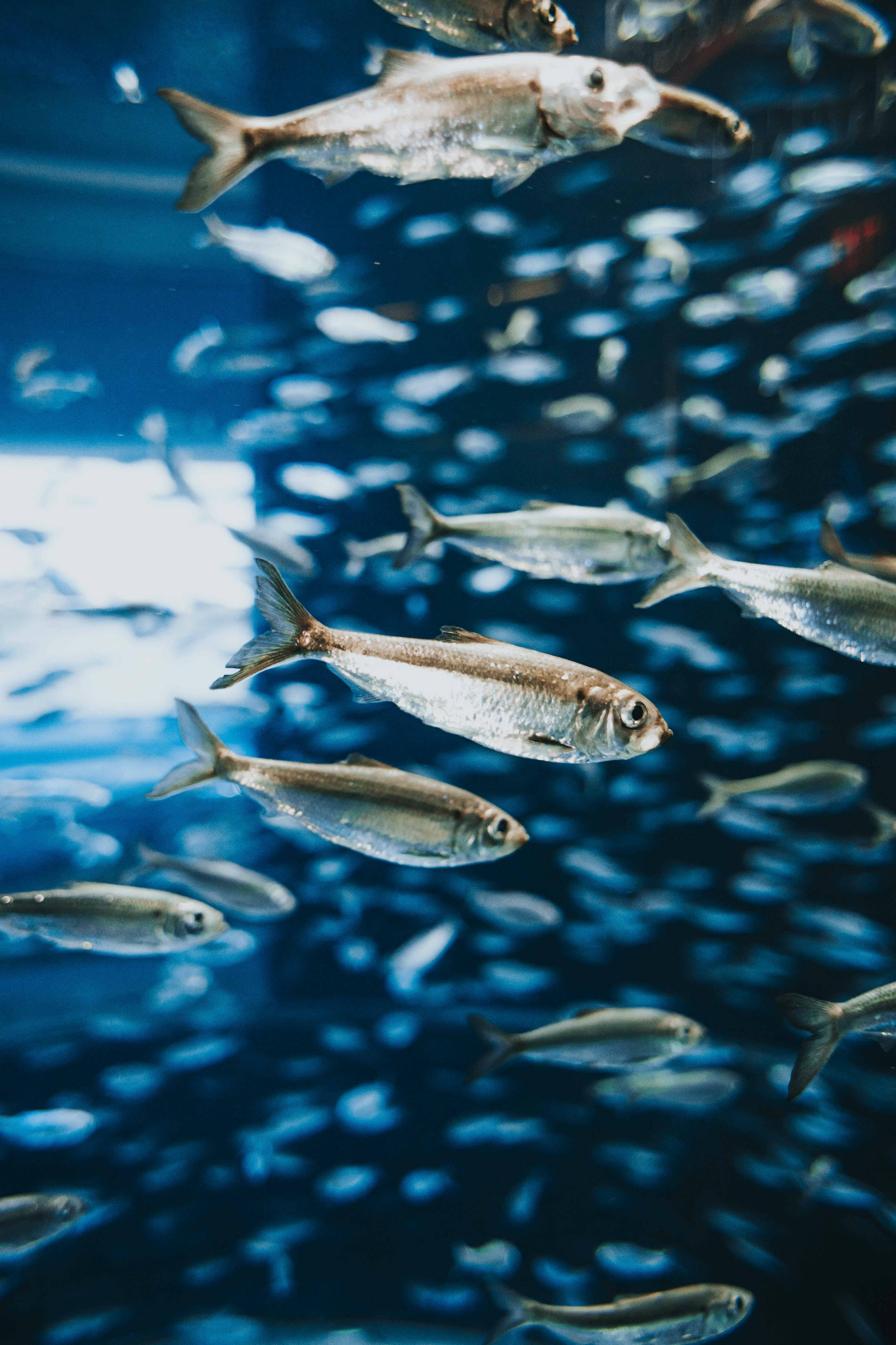 水族箱中的鯡魚群 壁紙 — 一群銀色魚優雅地游過深藍色的海水，光線從上方穿透而下。
