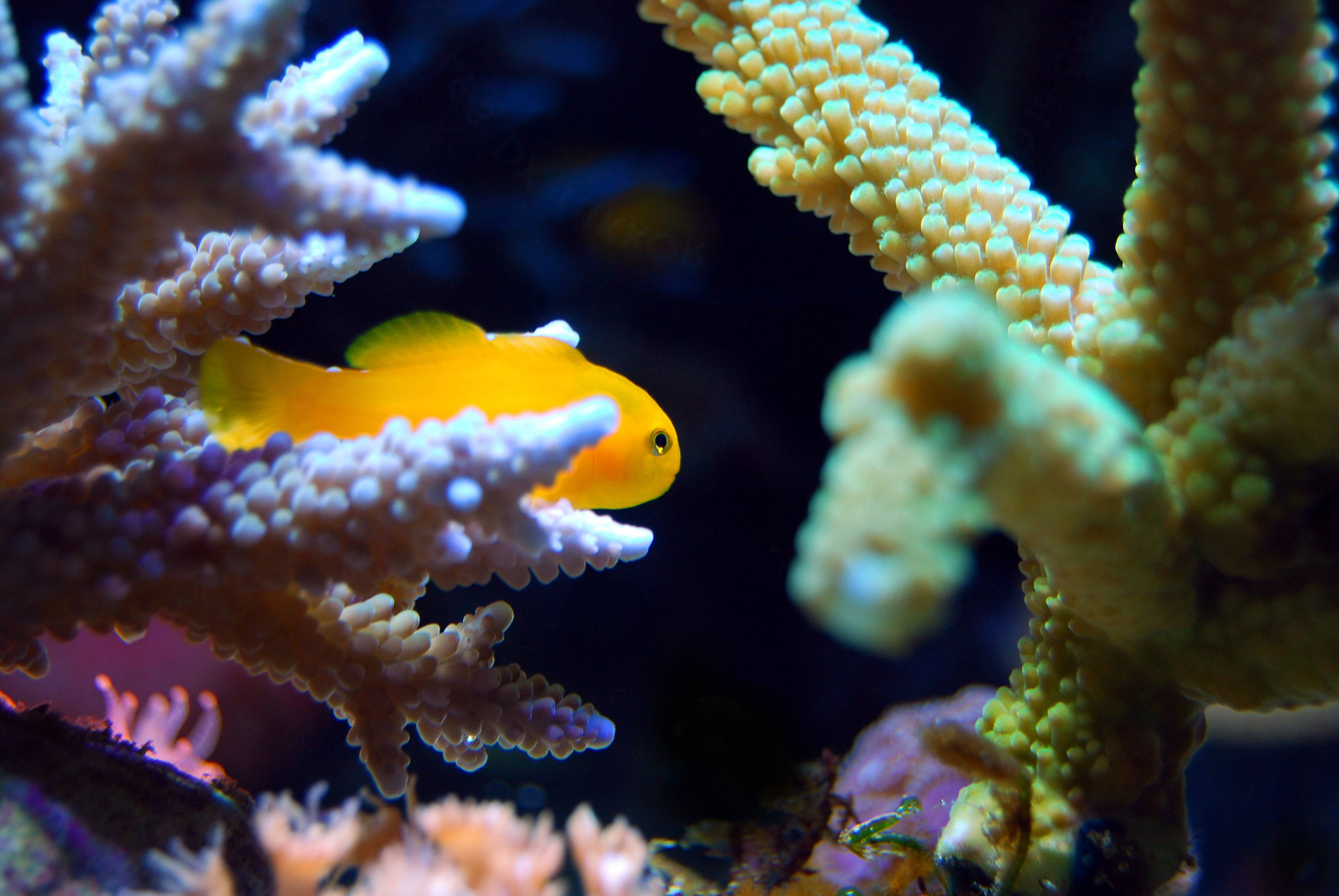 水族箱中躲藏的金魚 壁紙 — 一條亮橙色的小丑魚在色彩繽紛的水下場景中，優雅地在充滿活力的珊瑚群中游動。