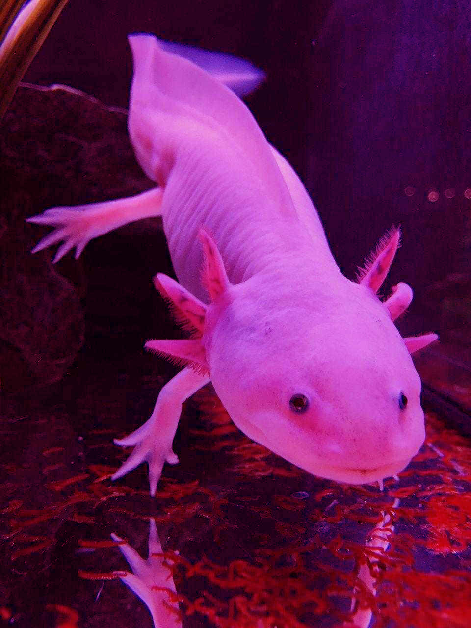一隻粉紅色的蠑螈在帶有紫色和紅色燈光的水族箱中游泳。