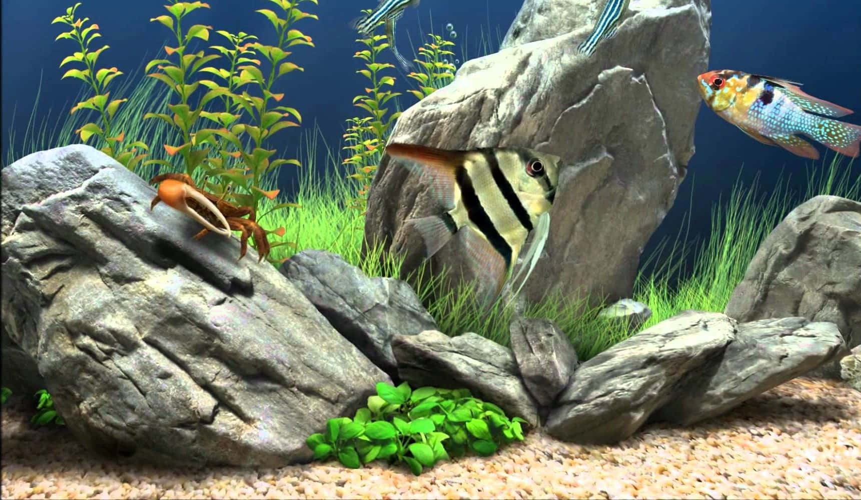 色彩繽紛的魚和螃蟹在種植了植物、有岩石和礫石的水族箱中。