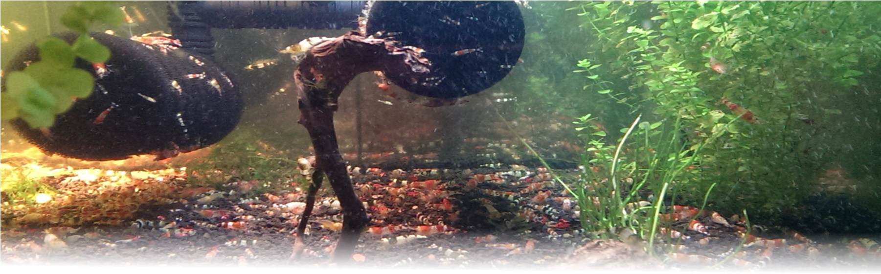 水族箱水下生態場景 壁紙 — 一個充滿活力的水族箱場景，有彩色礫石、茂盛的綠色植物，以及一塊被小魚圍繞的中央浮木。