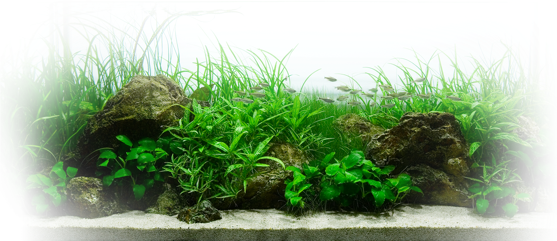 水族箱水生植物景觀 壁紙 — 一個茂密的綠色水族箱，有高大的草、岩石和小魚在清澈的水中游動，下面是淺色沙子。