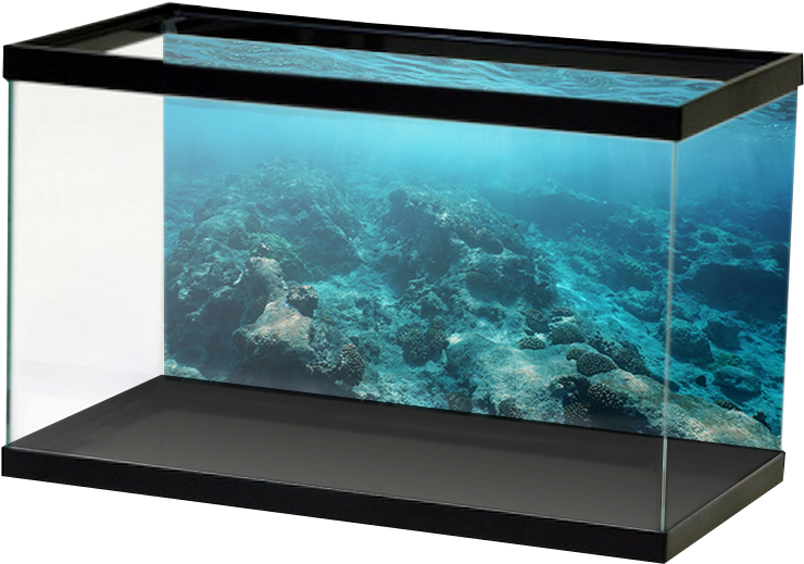 水族箱珊瑚礁展示 壁紙 — 現代水族館展示了一個充滿活力的珊瑚礁場景，有藍綠色的水和岩石 formations。