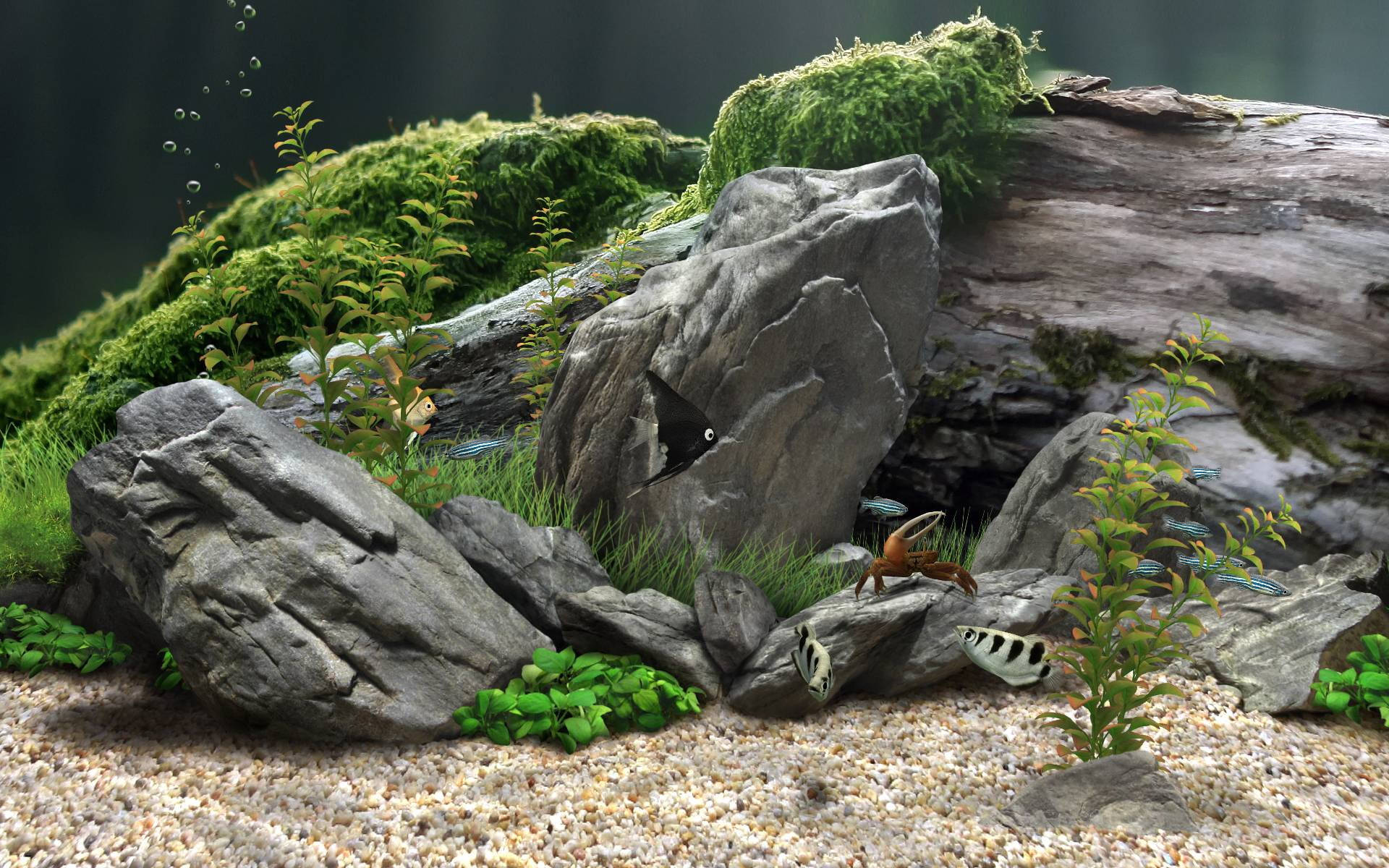 水族箱石頭與水生植物 壁紙 — 一個茂盛的水族箱場景，有長滿苔蘚的石頭、魚類和植物，在礫石床上，光線柔和。