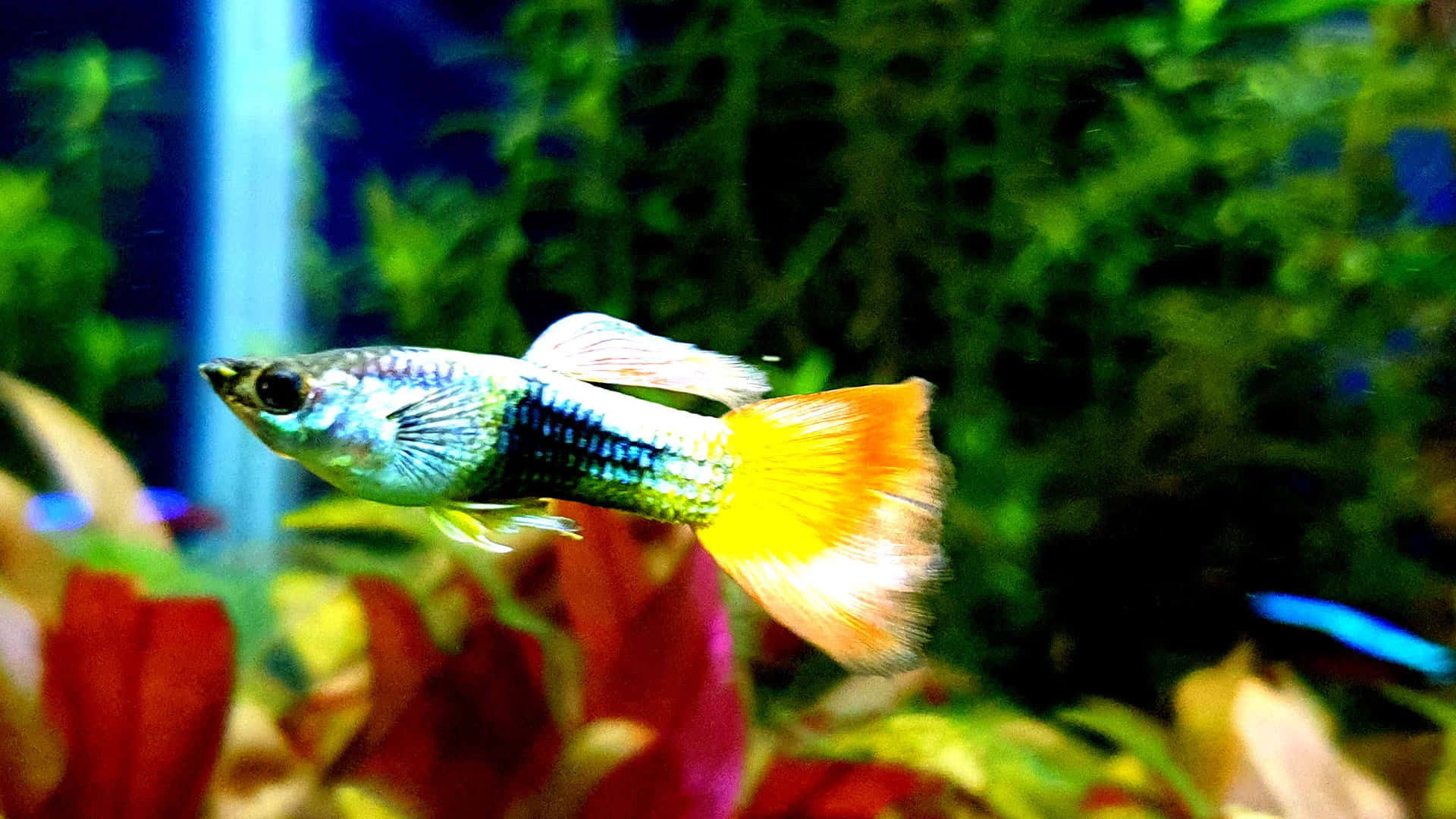 一條色彩繽紛的孔雀魚在種植了鮮豔植物的水族箱中游動。