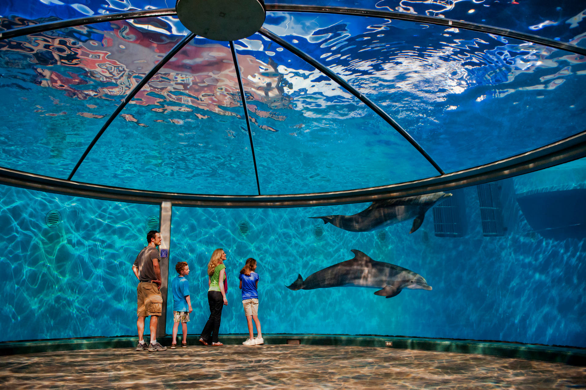 家庭觀察海豚在大型水族箱中游泳，水族箱有玻璃天花板。