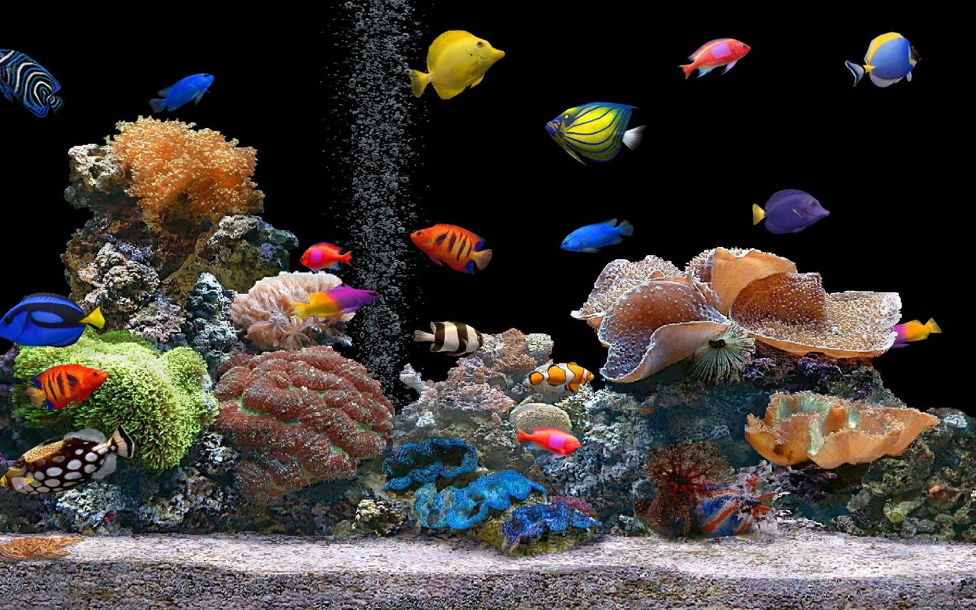 水族館中的酷魚 壁紙 — 色彩繽紛的熱帶魚在黑暗的水族箱中，於色彩斑斕的珊瑚礁間游動，氣泡上升。