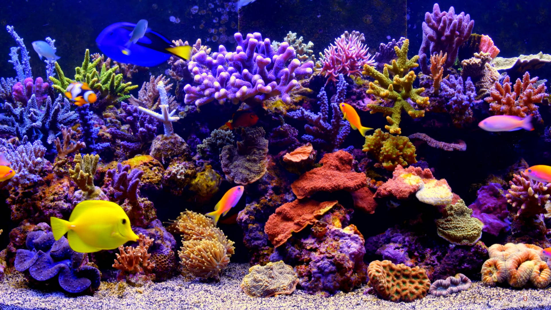 水族館內生動珊瑚礁 壁紙 — 色彩繽紛的熱帶魚在色彩繽紛的紫色、橙色和綠色珊瑚中游動，呈現出充滿活力的海底珊瑚礁場景。