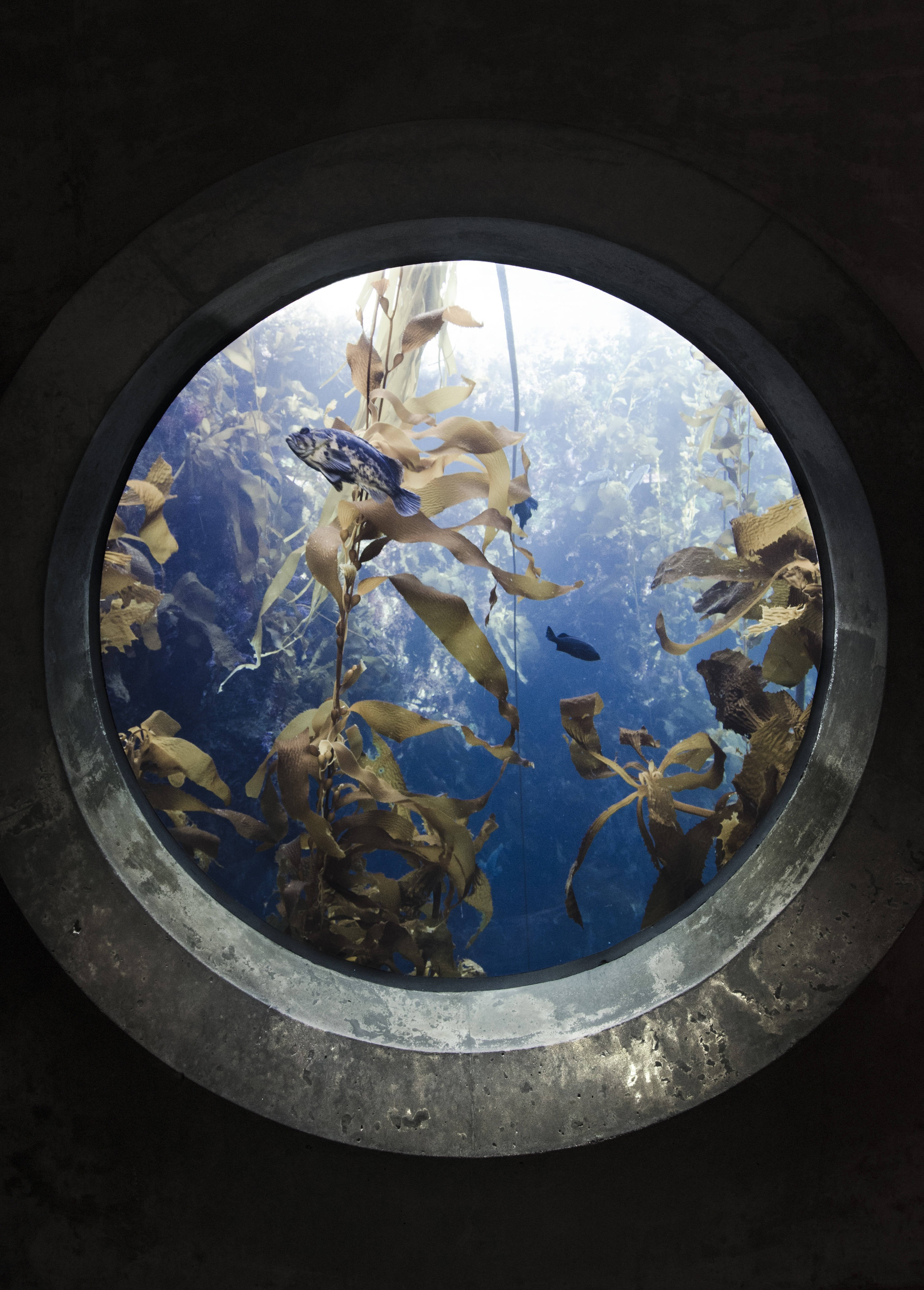 水族館圓窗頂部 iPhone 壁紙 — 從混凝土隧道看到的圓形水下景觀，顯示海帶搖曳和魚在深藍色水中游泳。