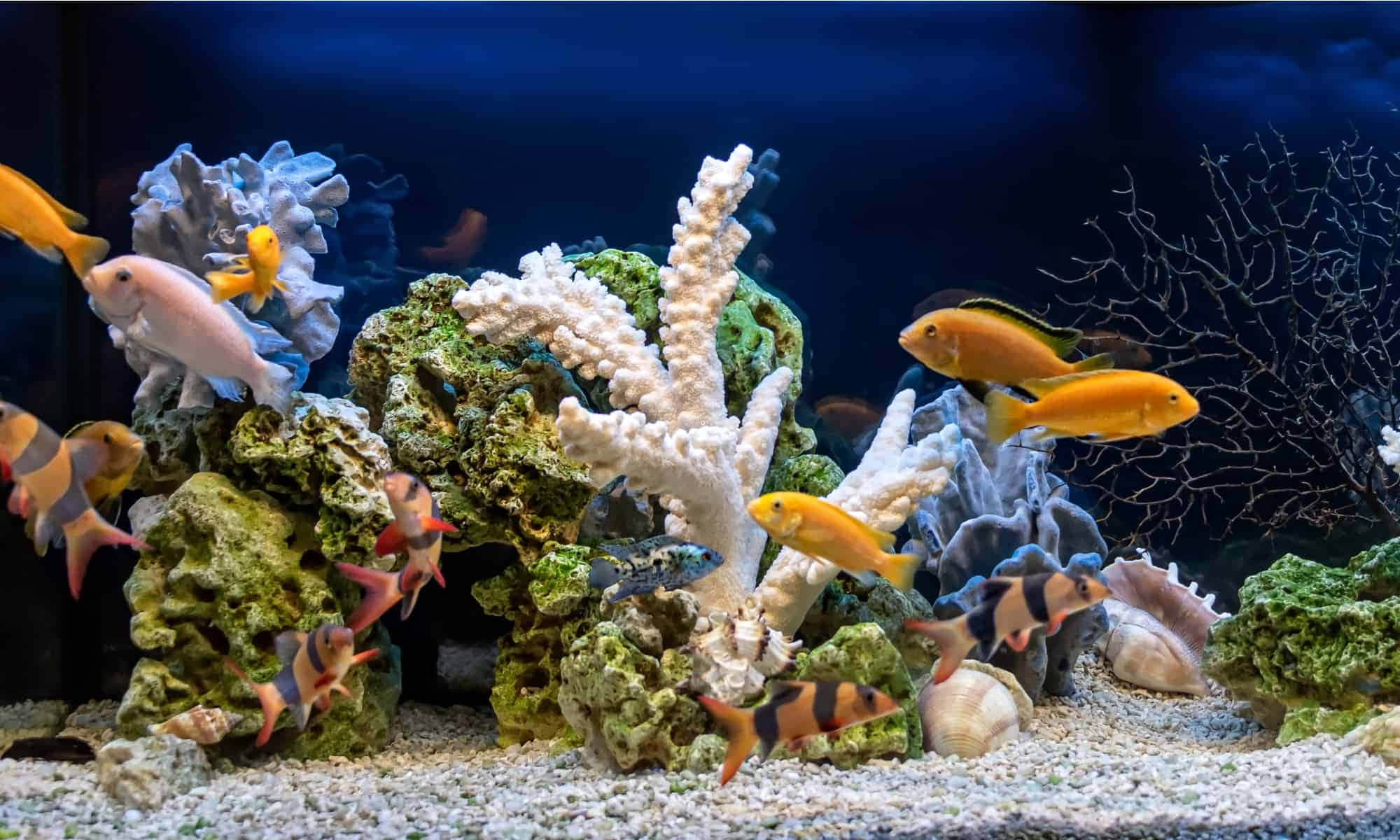 水族館背景 壁紙