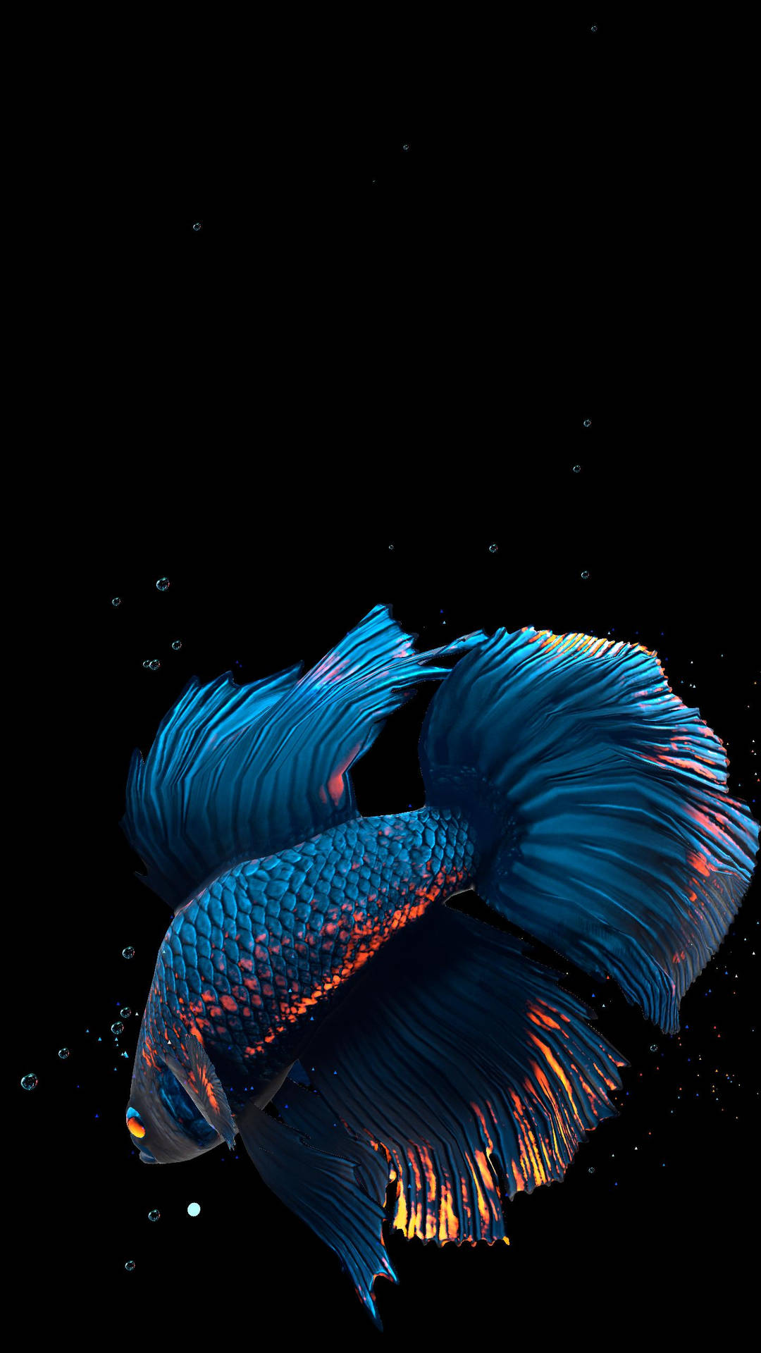 一條帶有橙色高光的藍色鬥魚在帶有氣泡的暗水中游動。