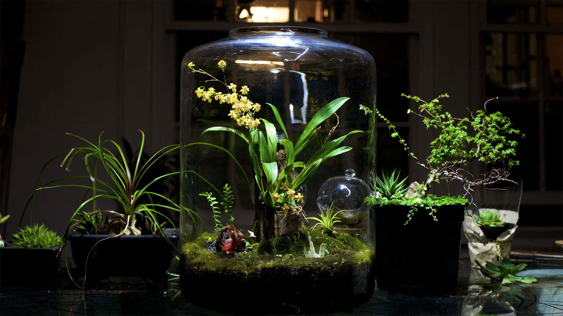 水晶生態瓶，盛載植物與獨特石頭 壁紙 — 一個玻璃生態缸，裡面有蘭花和苔蘚，在聚焦燈光下溫暖地發光，旁邊是盆栽多肉植物和盆景。