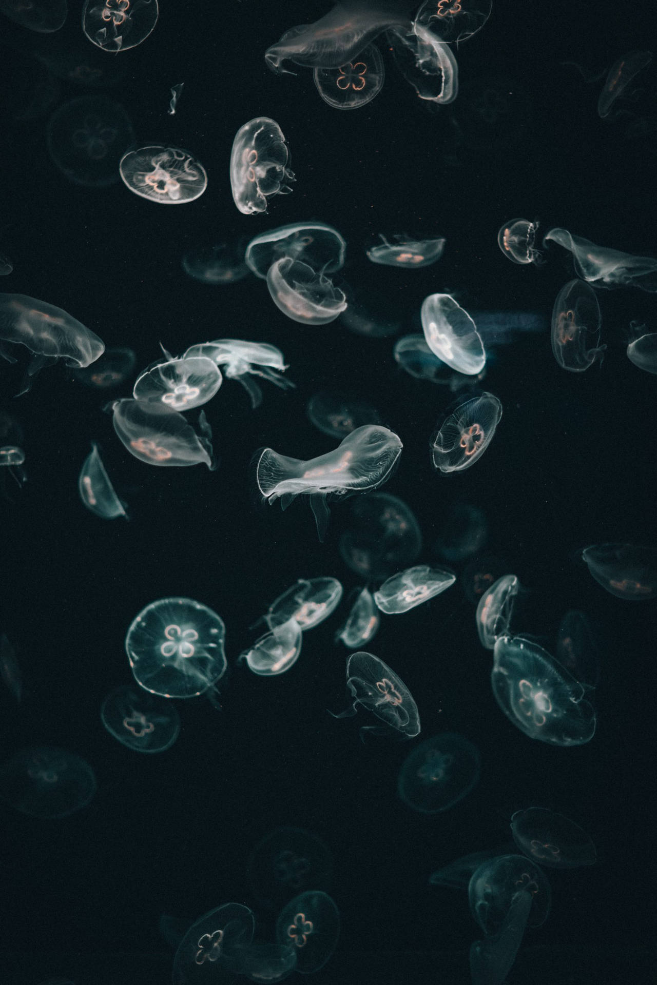 水母在黑暗海水中漂浮，帶有發光圖案