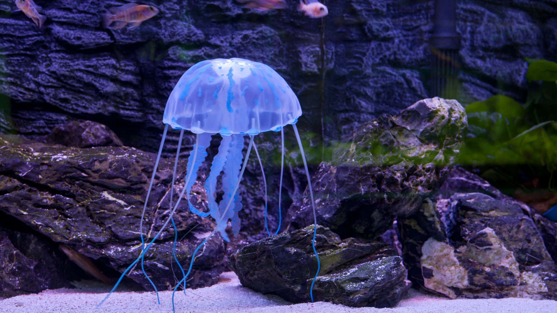水母背景 壁紙