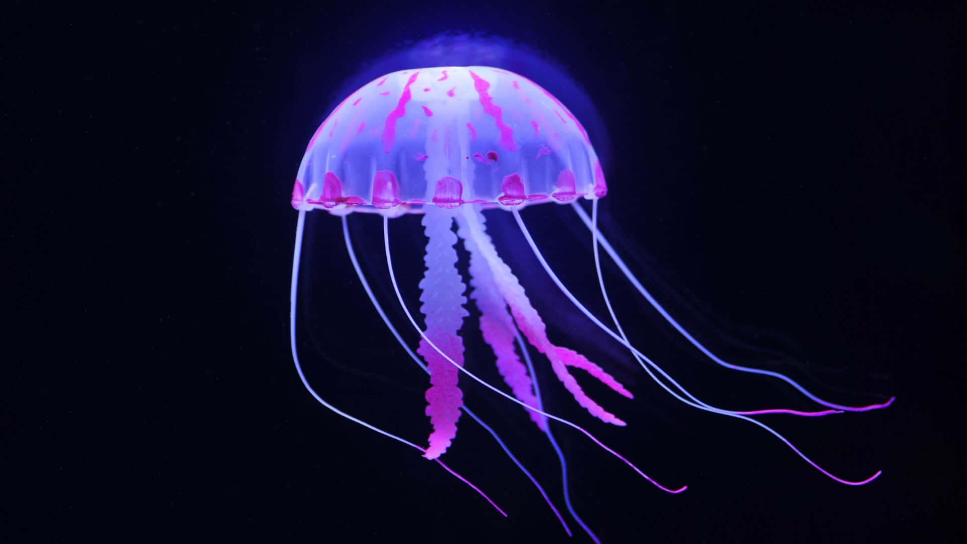 水母背景 壁紙