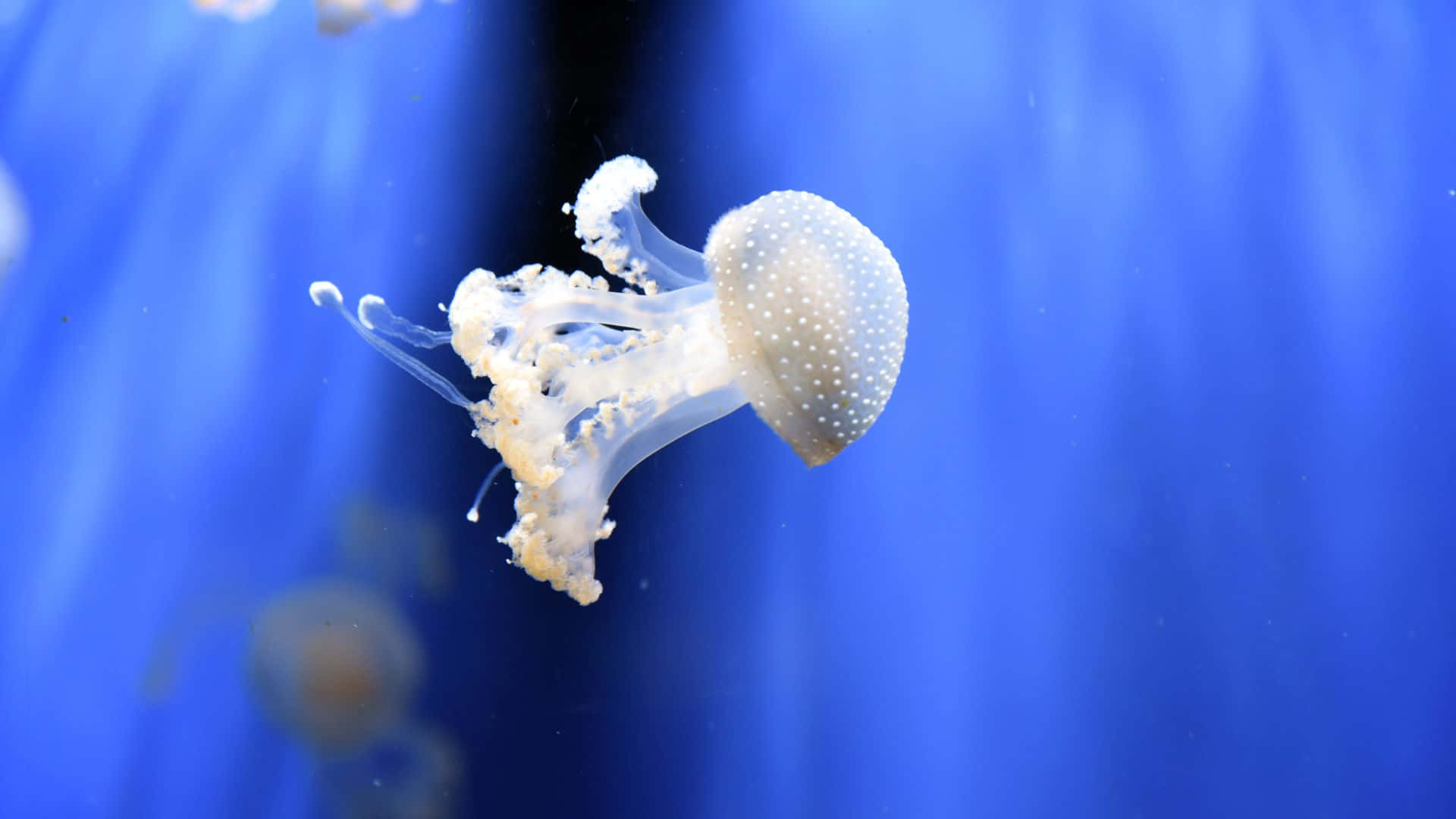 水母背景 壁紙