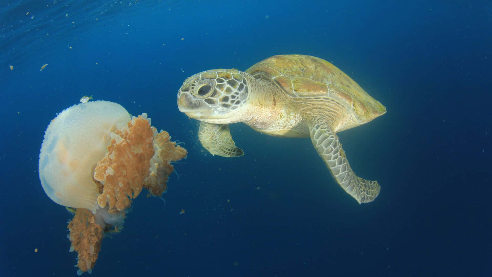 水母背景 壁紙