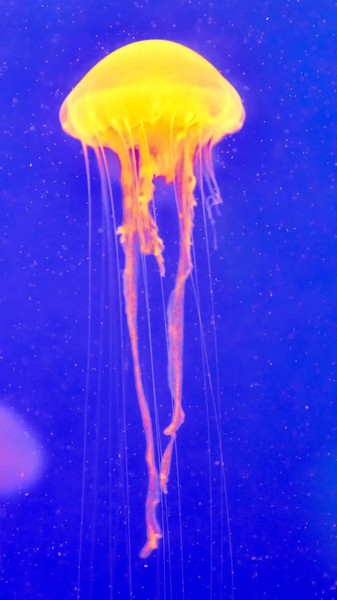 水母背景 壁紙