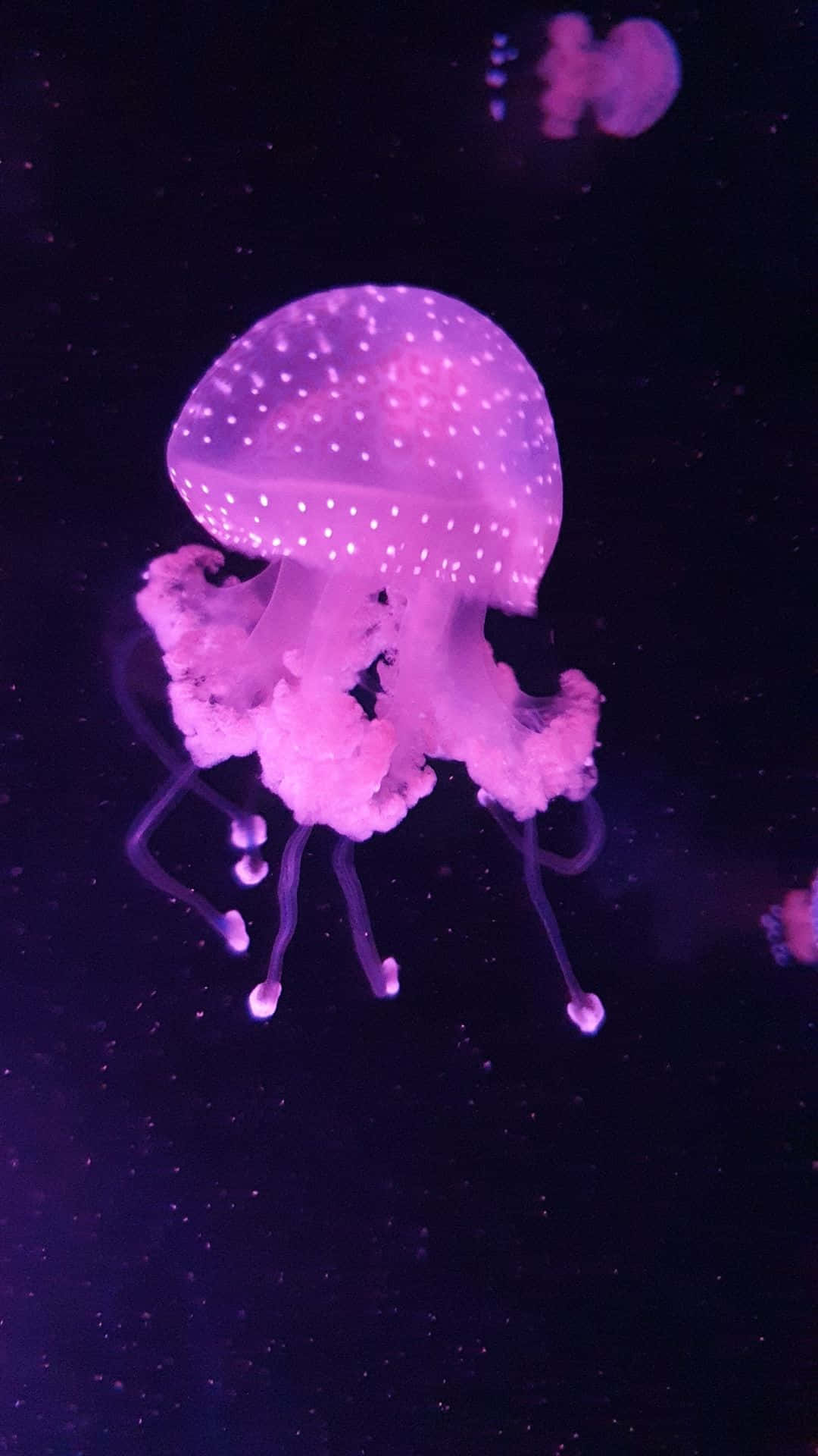 水母背景 壁紙