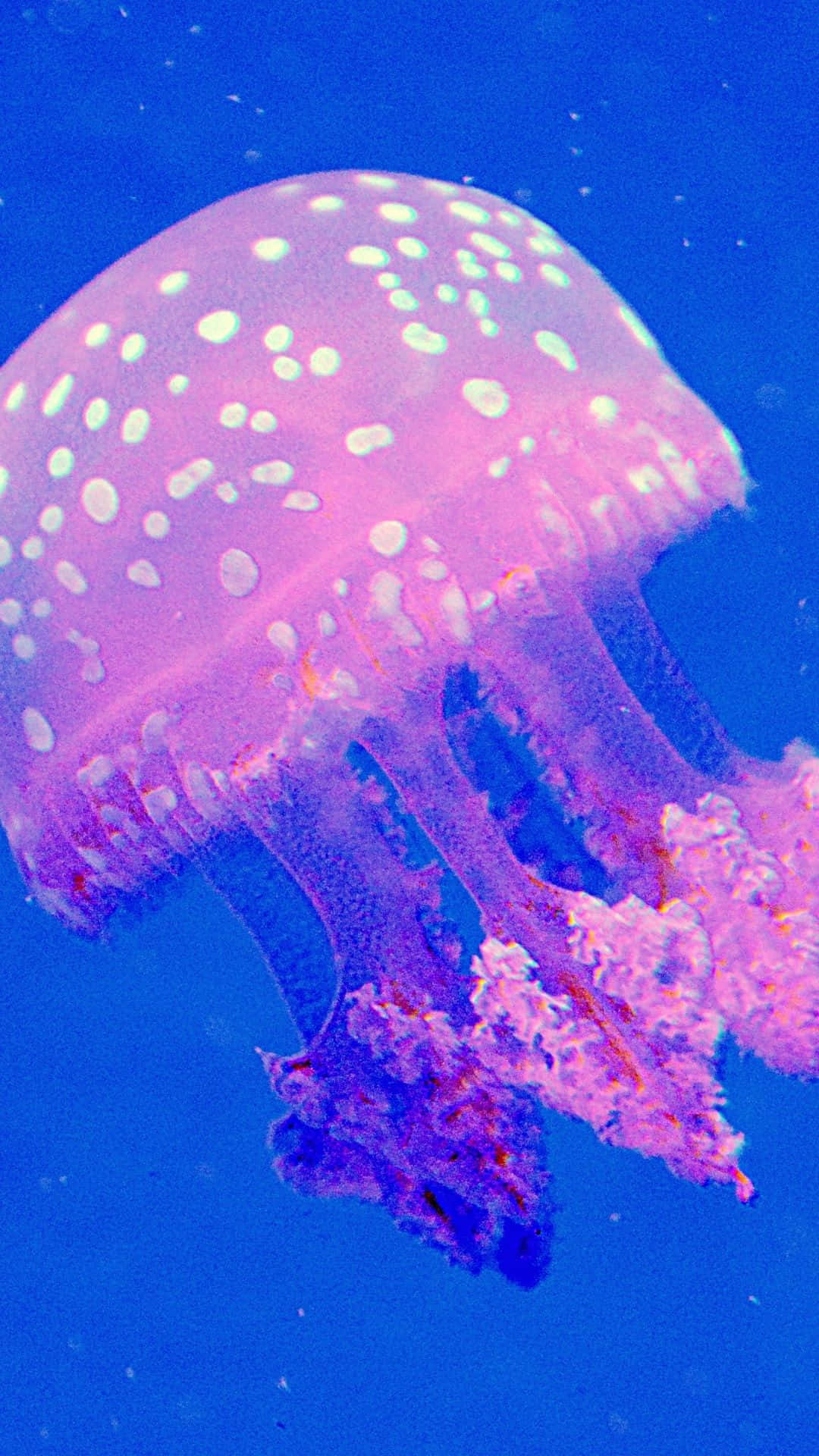 水母背景 壁紙