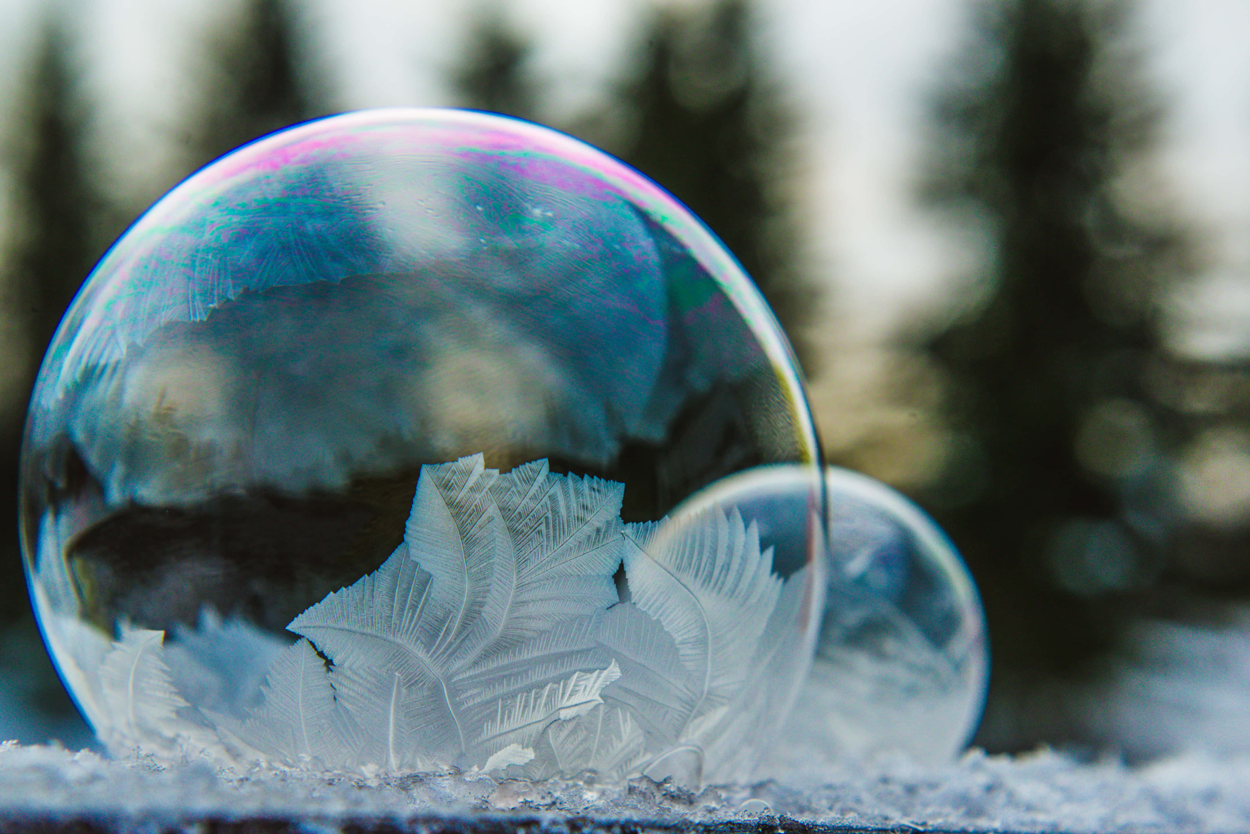 水泡在陽光下緩緩昇起 壁紙 — 一個精緻的冰凍肥皂泡停留在雪地上，反射出結霜的葉子圖案和模糊的常綠樹。