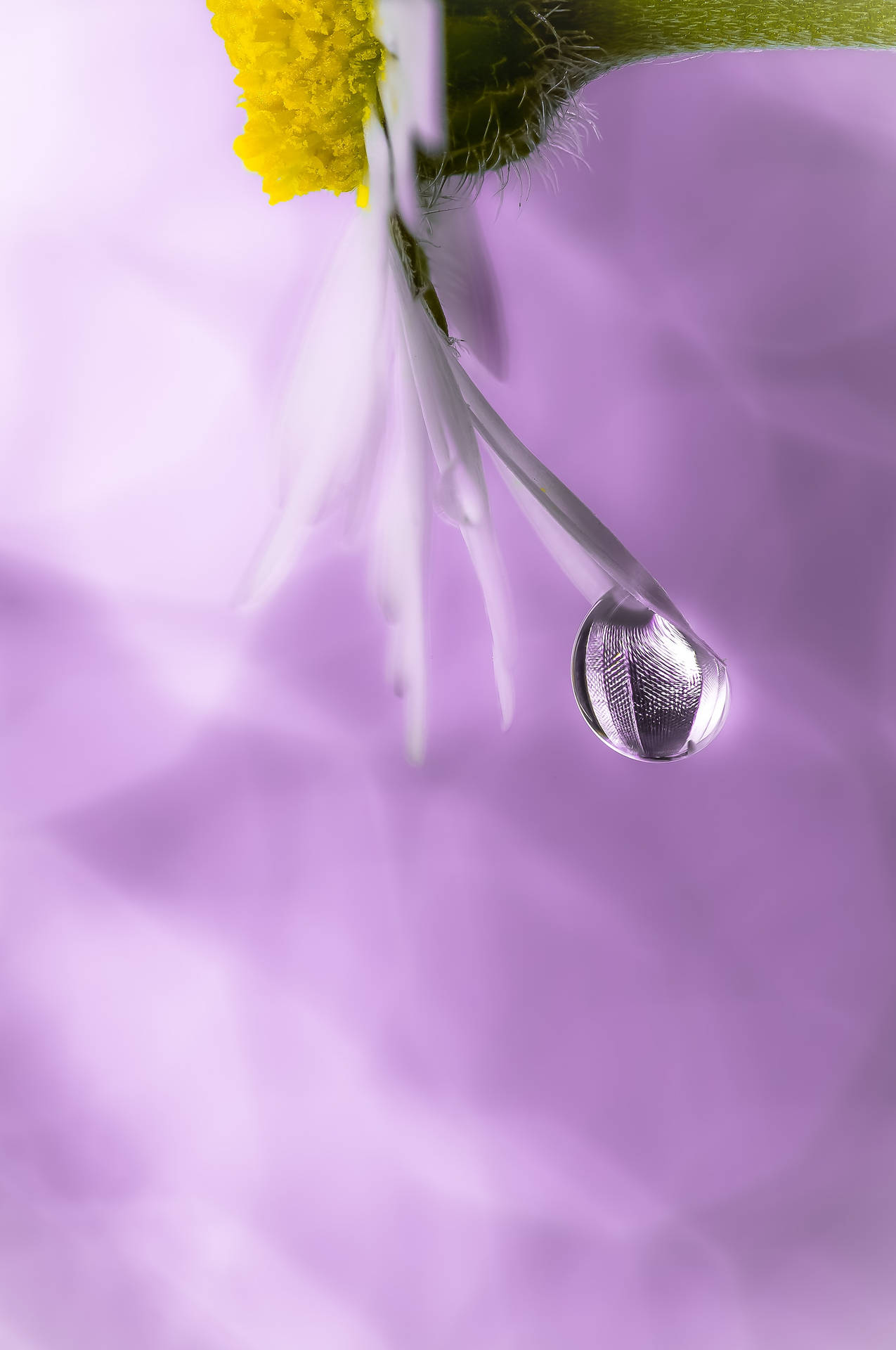 露珠在雛菊花瓣上閃爍，背景為紫色。