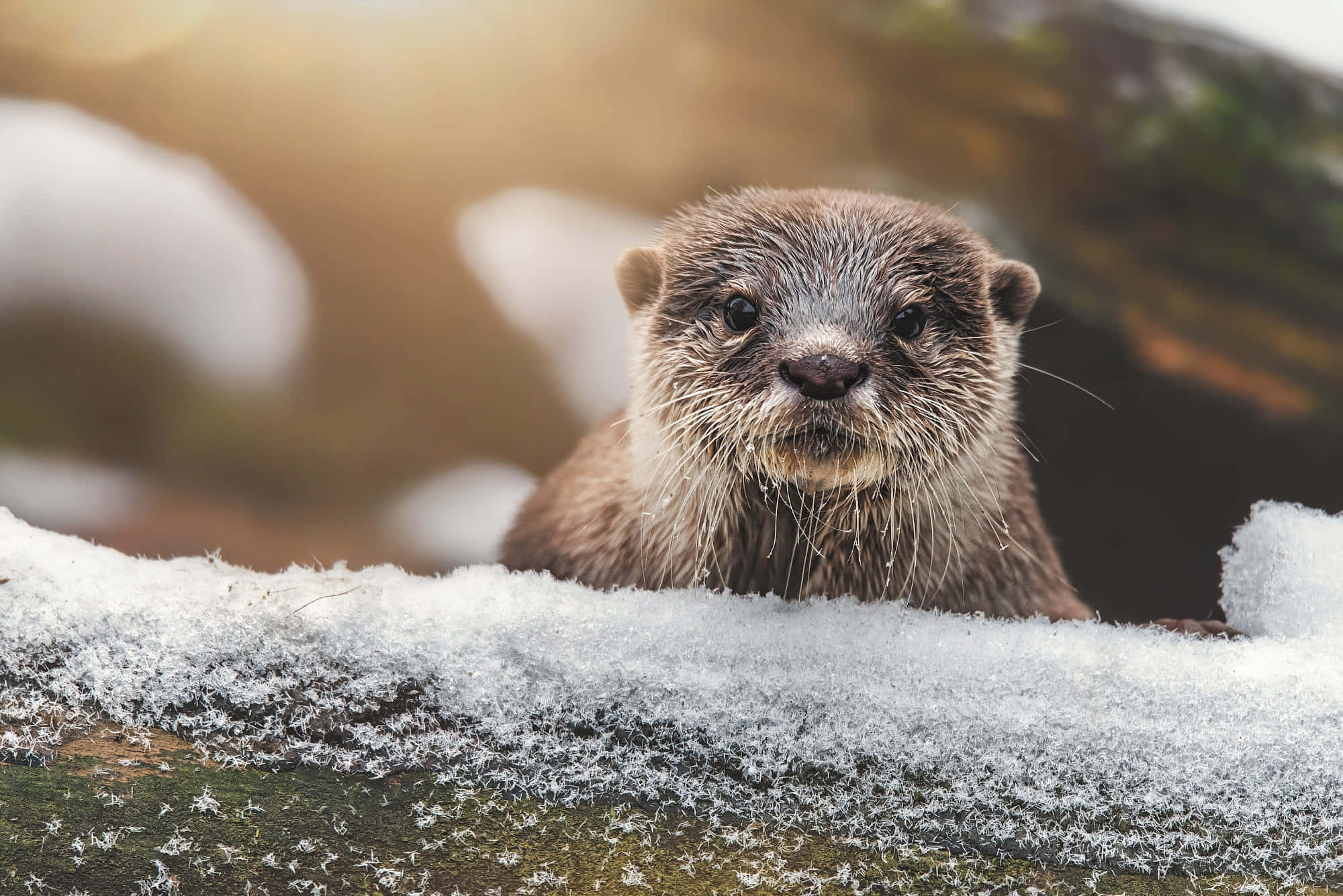 水獺背景 壁紙