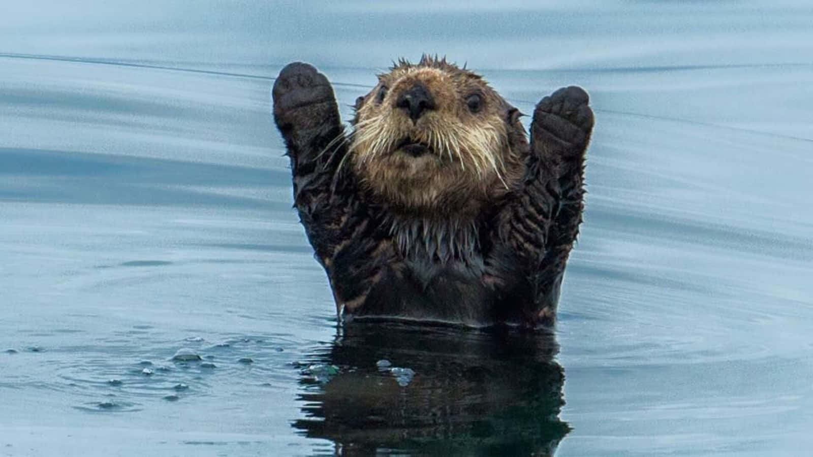 水獺舉手圖 壁紙 — 一隻海獺以好奇的表情，頑皮地將爪子舉在平靜的藍色水面上。
