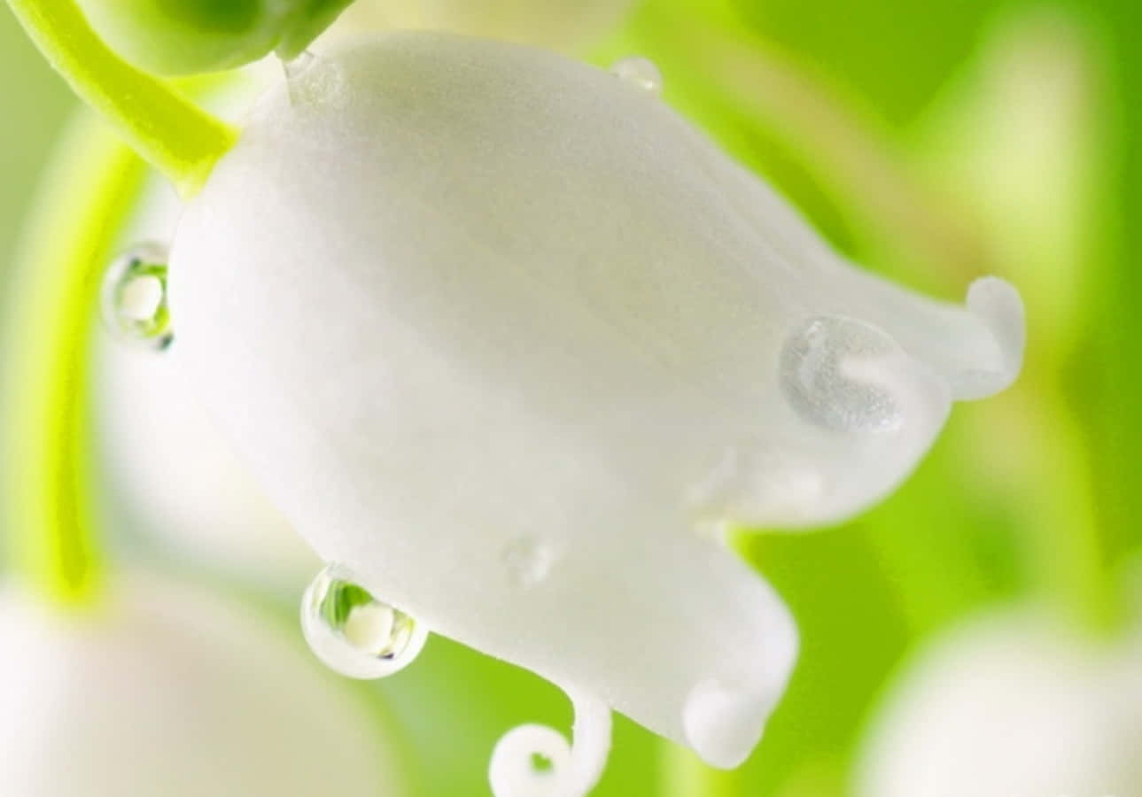 水珠滴落的白玫瑰圖 壁紙 — 白色鈴蘭花的特寫，花瓣上閃爍著露珠，背景是柔和的綠色。