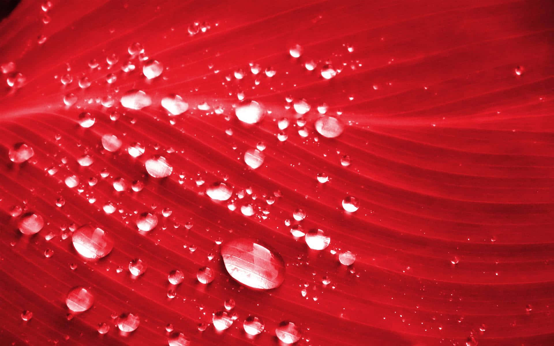 水珠滴落紅葉圖 壁紙 — 閃爍的水珠停留在鮮紅色紋理表面上，帶有耀眼的光線反射。