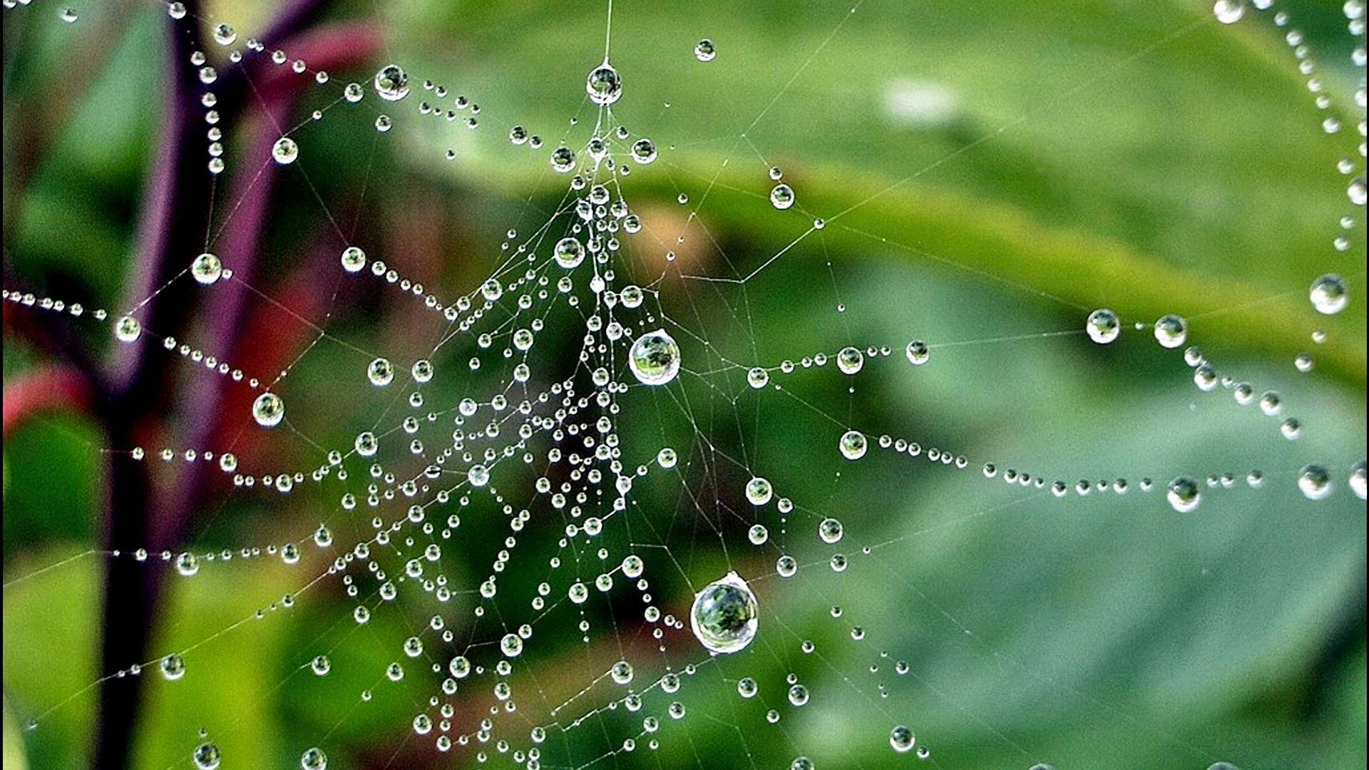 蜘蛛網上佈滿露珠，掛在綠葉上