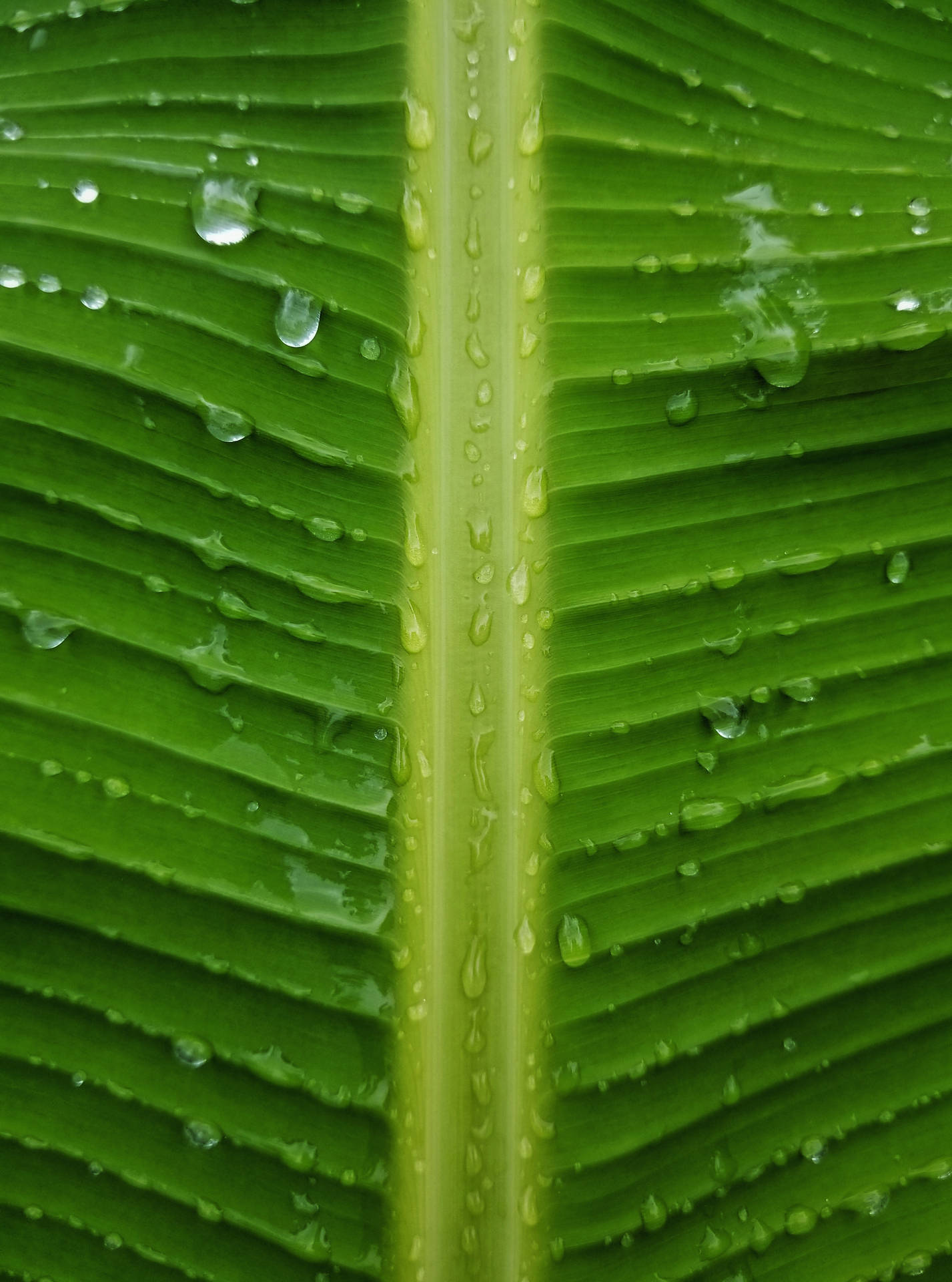 綠色香蕉葉表面帶有水珠的特寫。
