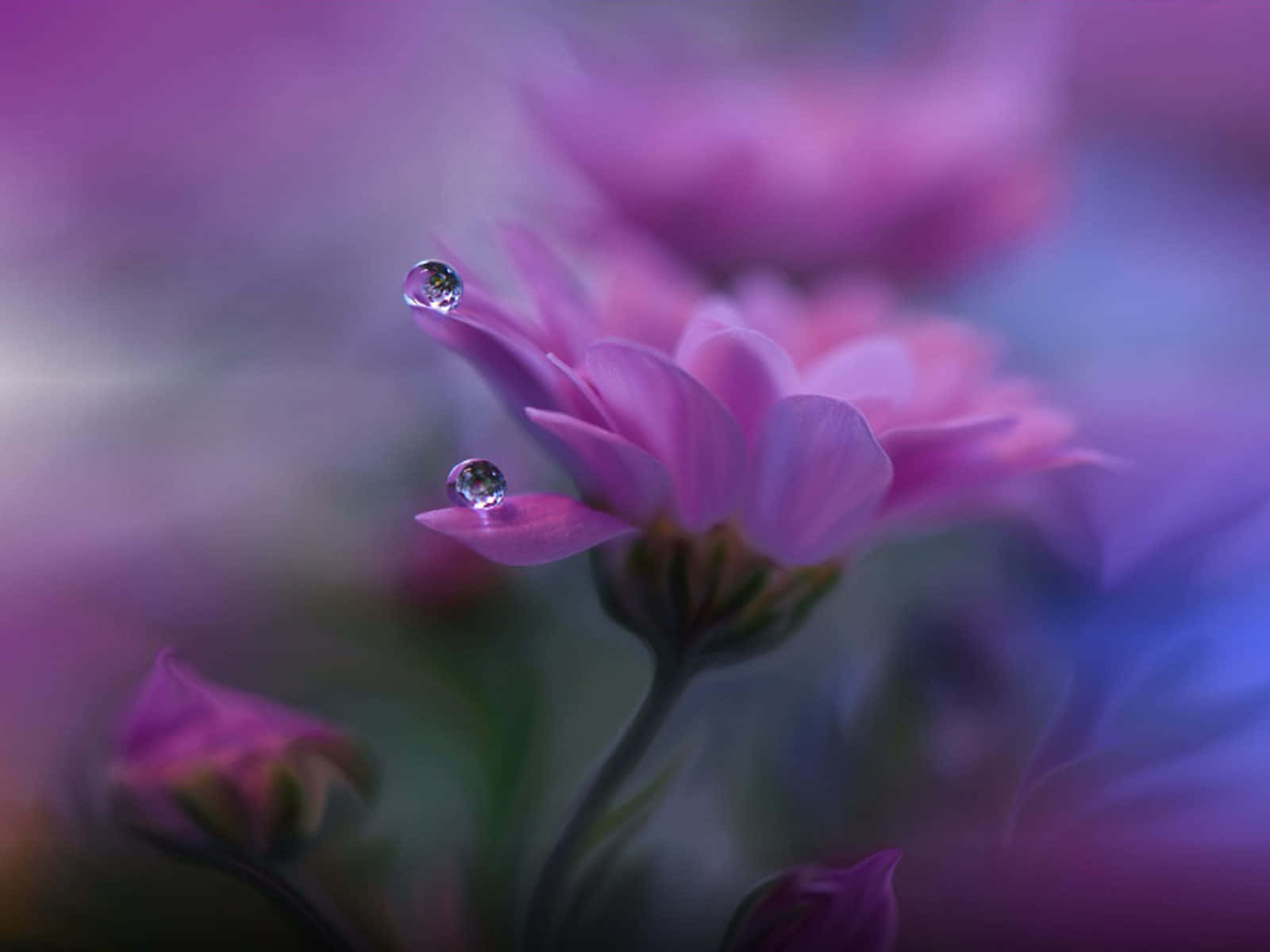 粉紅花上的露珠，背景柔和