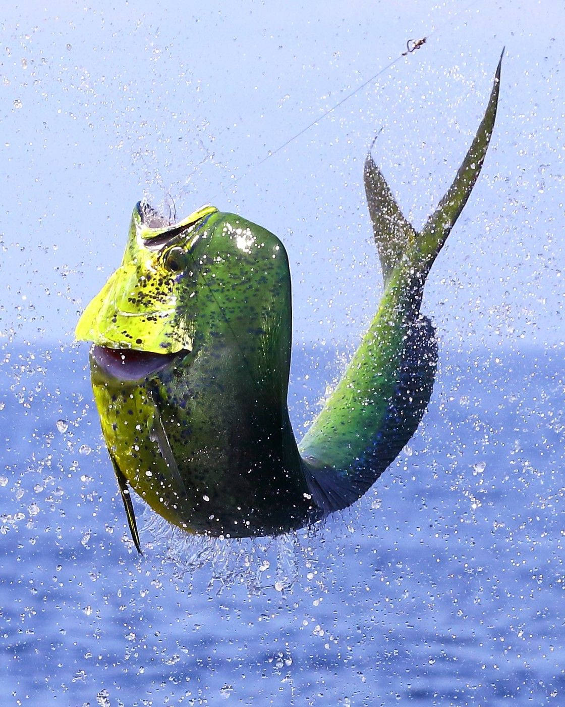 一條色彩繽紛的鬼頭刀魚跳出海水。