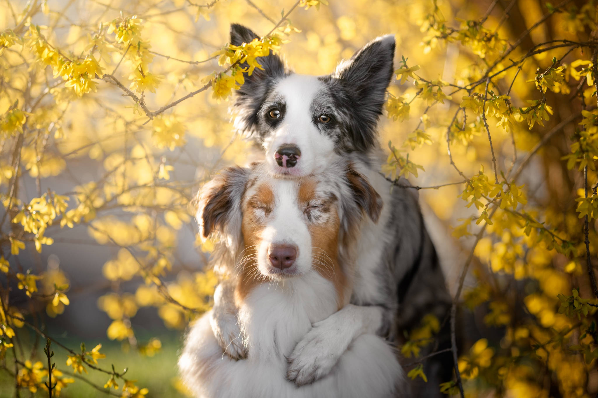 永遠的好朋友：邊境牧羊犬 壁紙 — 兩隻邊境牧羊犬在柔和的金色光線下，依偎在鮮黃色連翹花冠之下。