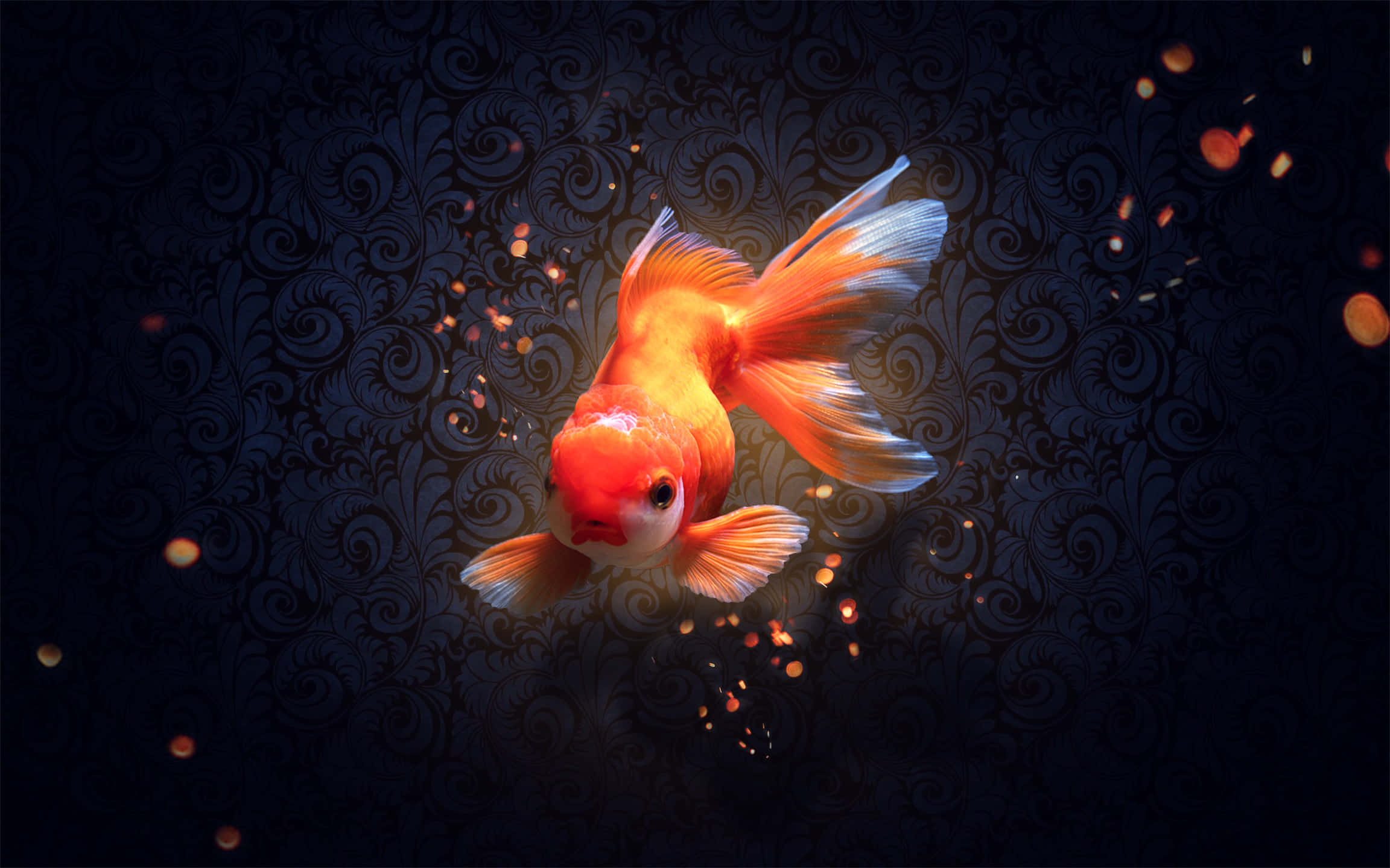 池塘中享受生活的彩色金魚 壁紙 — 一條發光的橙色金魚在黑暗華麗的背景中優雅地游動，背景中有漂浮的金色粒子。