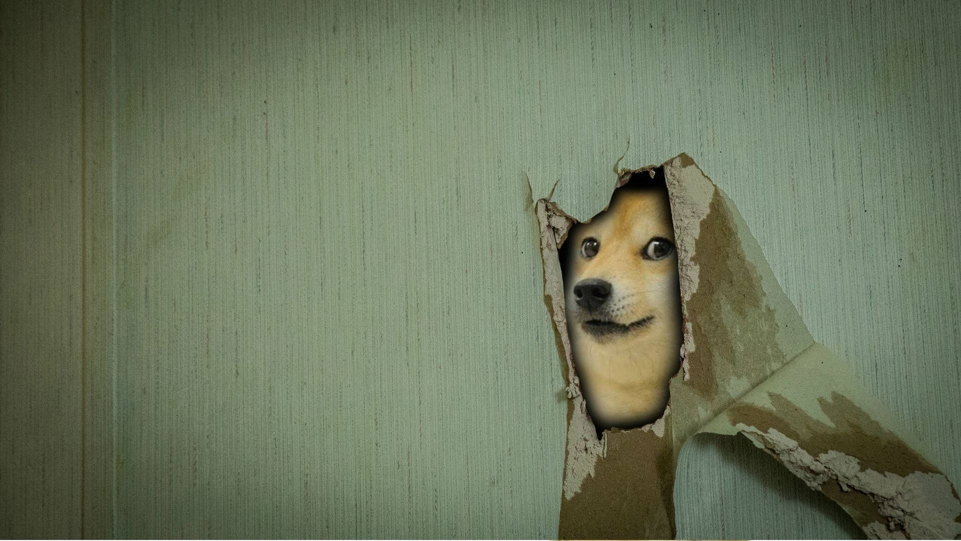 柴犬臉從破牆紙中探出。