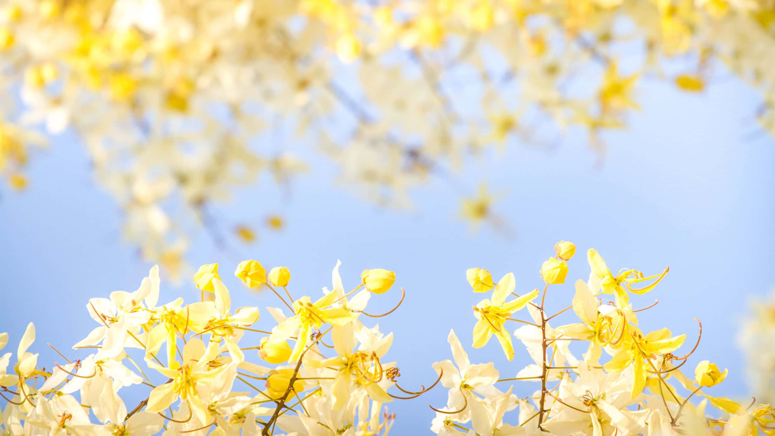 決明花黃色美學花園桌面壁紙 壁紙 — 鮮黃色的花朵在晴朗的藍天下層層疊疊，構成陽光明媚的春日景象。