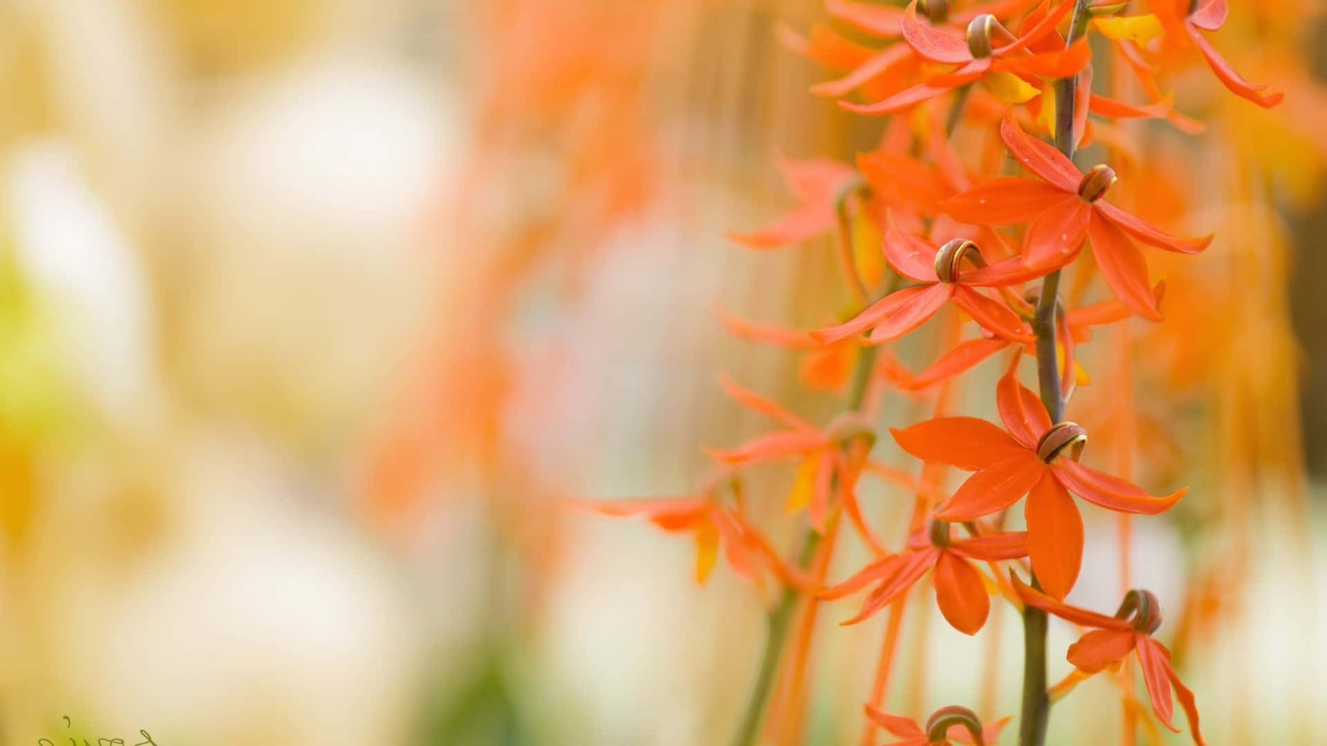 橙色蘭花特寫，背景模糊金色。