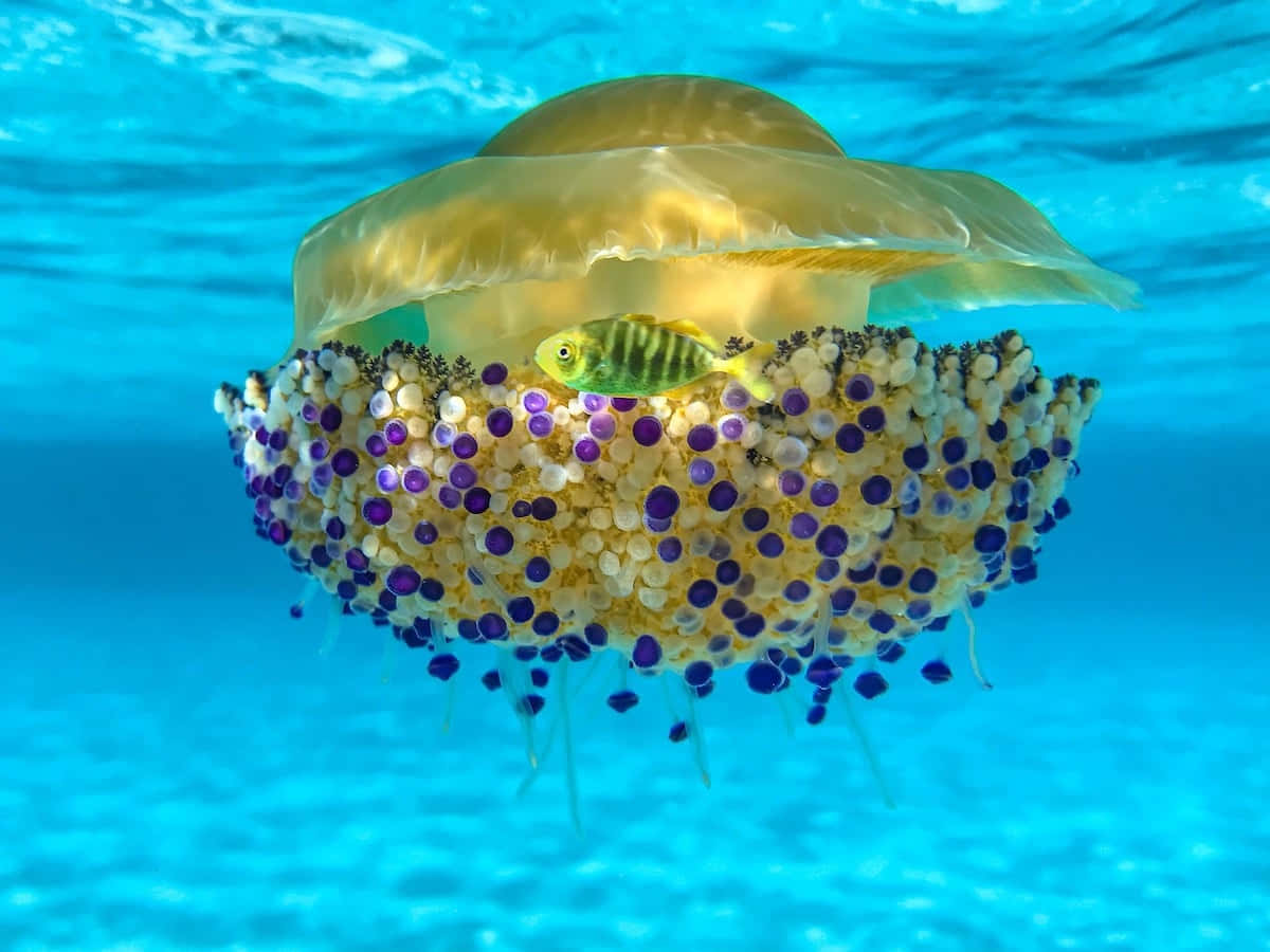 沉浸在水下海洋的迷人之美 壁紙 — 一隻半透明嘅金色水母喺清澈嘅藍色水中漂浮，有一條細小嘅條紋魚喺佢佈滿水螅體嘅傘狀體附近游緊。